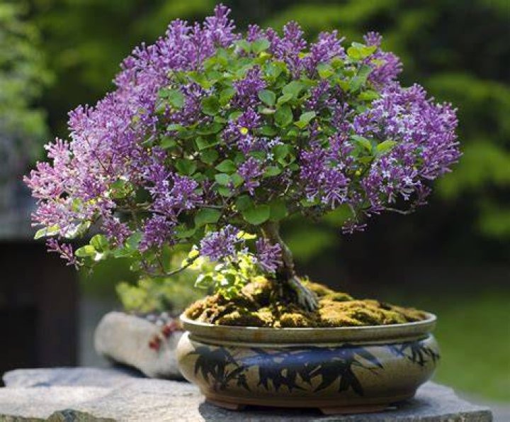 Can you bonsai a lilac