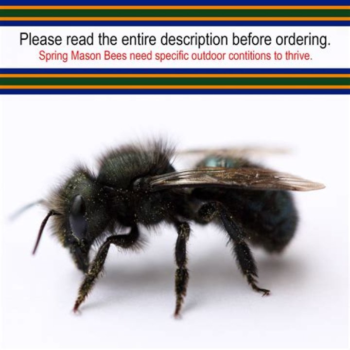 Can you buy mason bees
