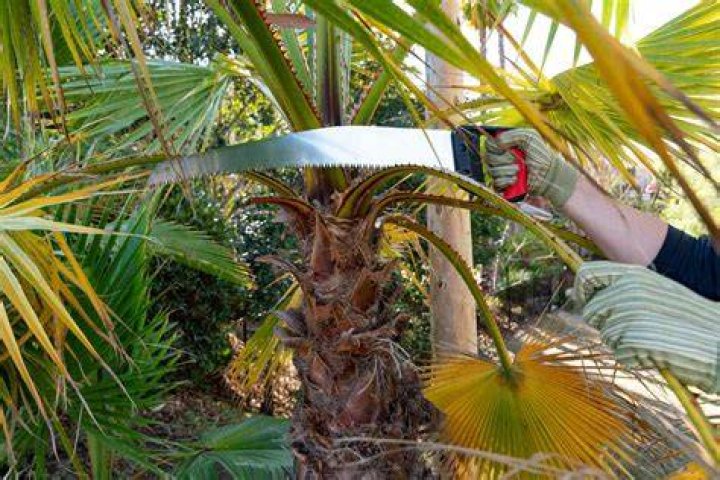 Can you cut palm trees