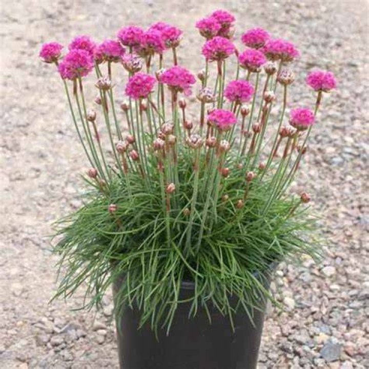 Can you divide Armeria