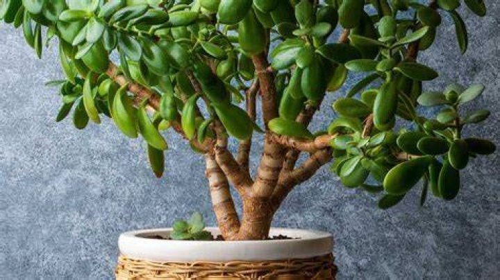 Can you eat jade plant