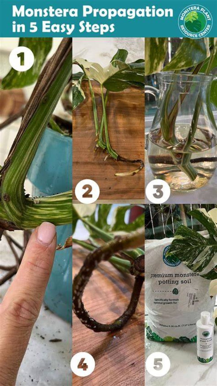 Can you graft Monstera