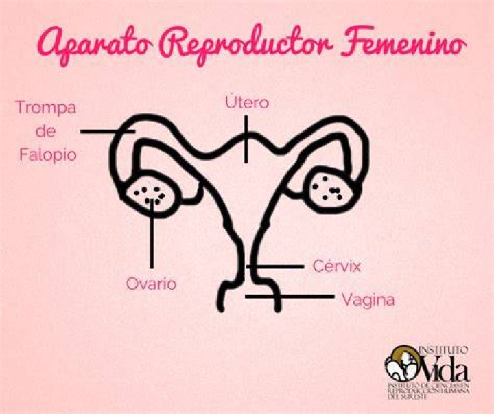 ¿Cuál es la función de las fimbrias en el aparato reproductor femenino