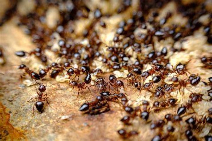 Do ants attack babies