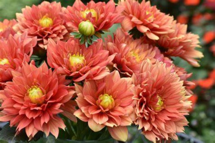 Do dahlias press well