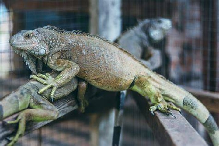 Do iguanas like baths