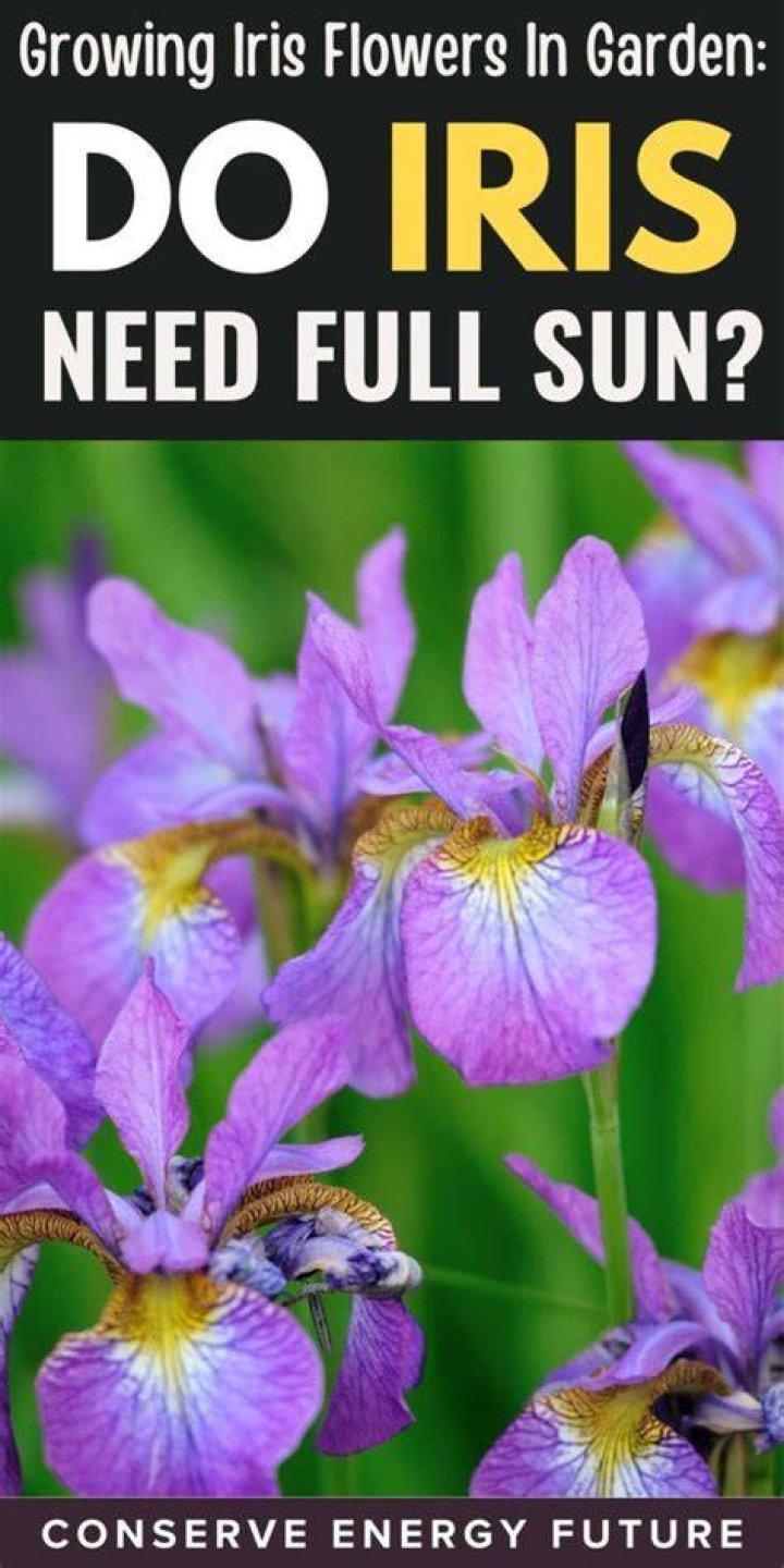 Do irises prefer sun or shade