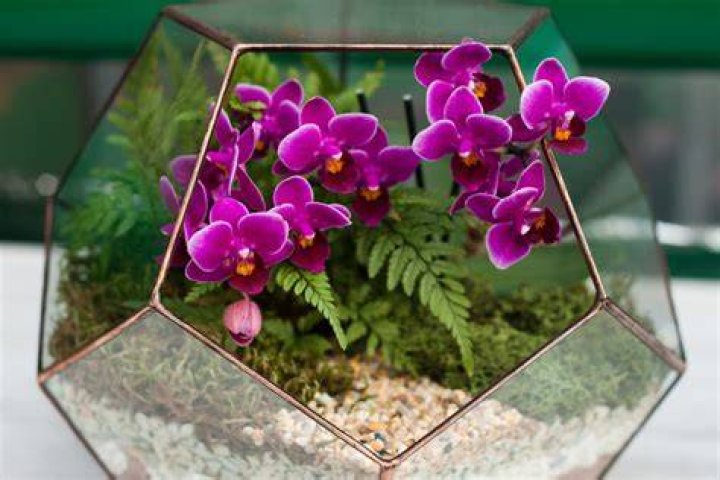 Do mini orchids grow big