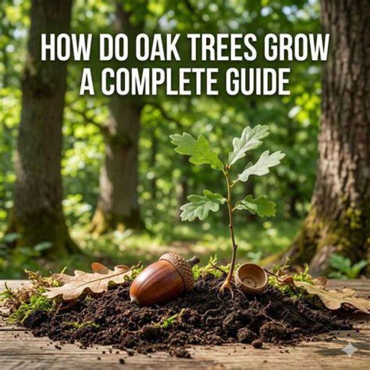 Do oak trees grow in South America