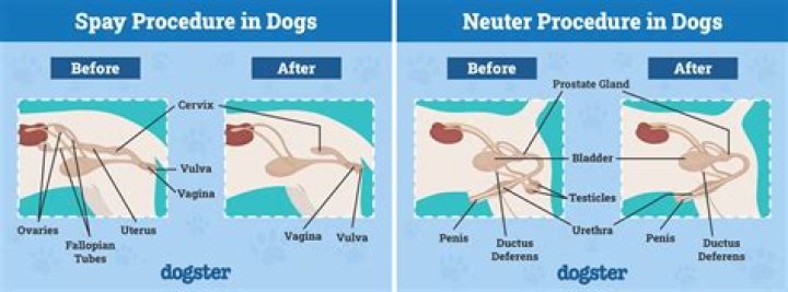 Do you have to neuter your dog