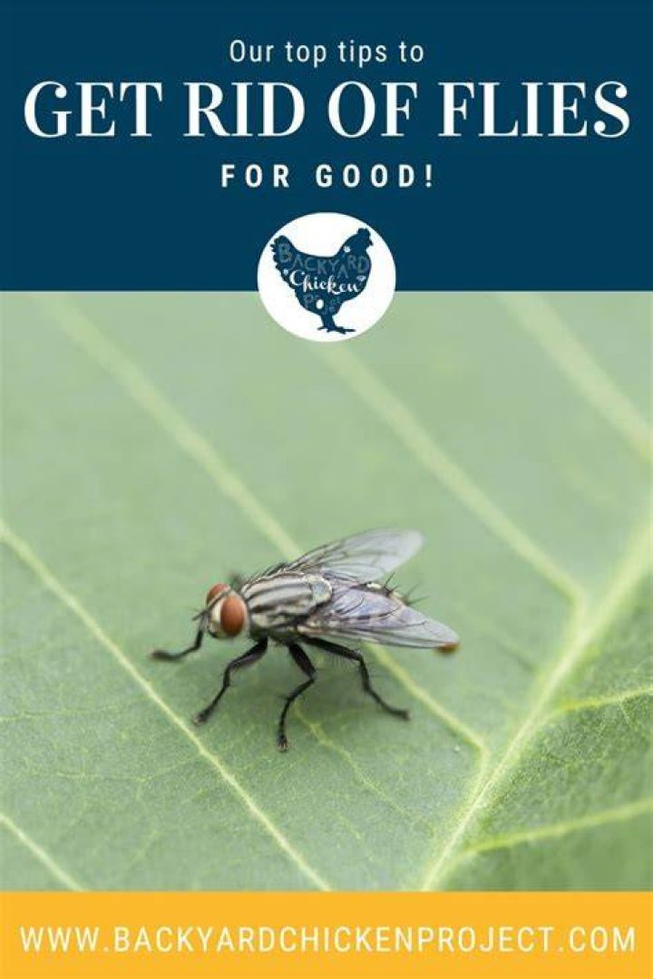 Does chicken poop attract flies