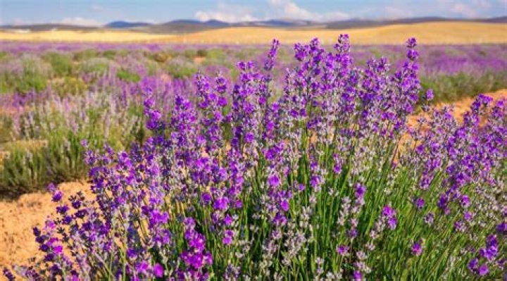 Does lavender grow in the desert