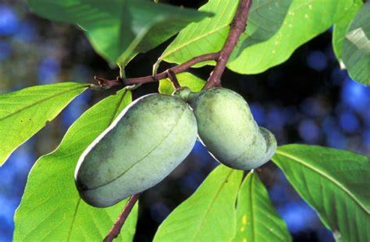 Does Pawpaw grow in Virginia