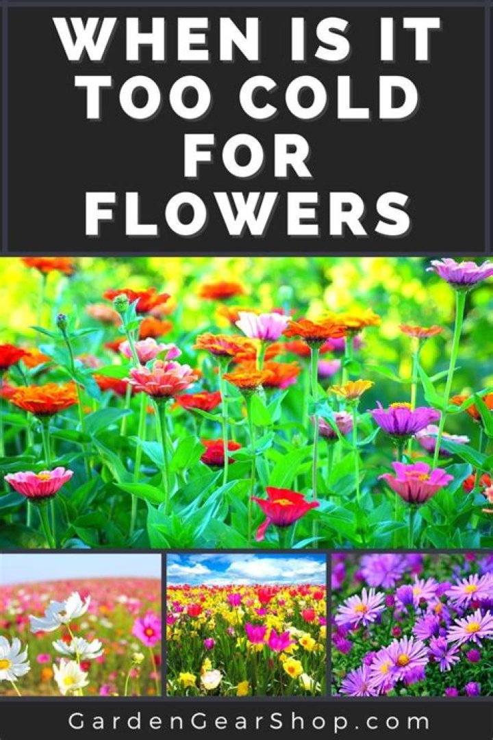 How cold is too cold for cut flowers outside