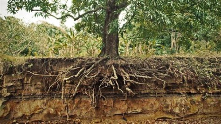 How deep do dogwood tree roots grow