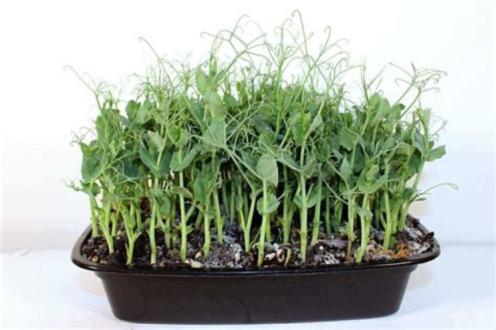How do Chinese pea shoots grow