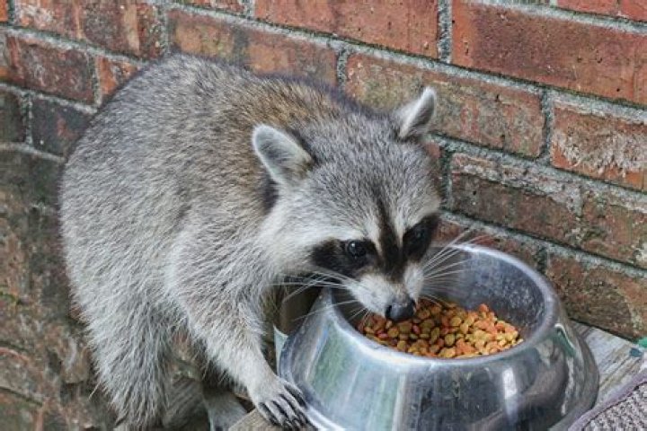 How do I keep raccoons out of my outside cat food