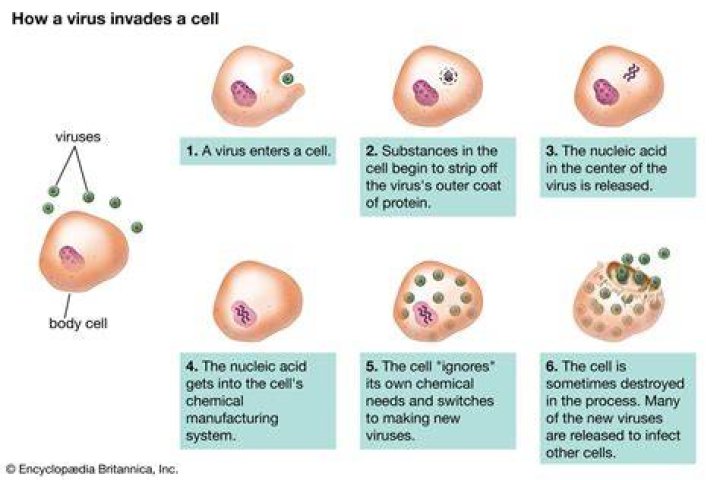 How do viruses make proteins