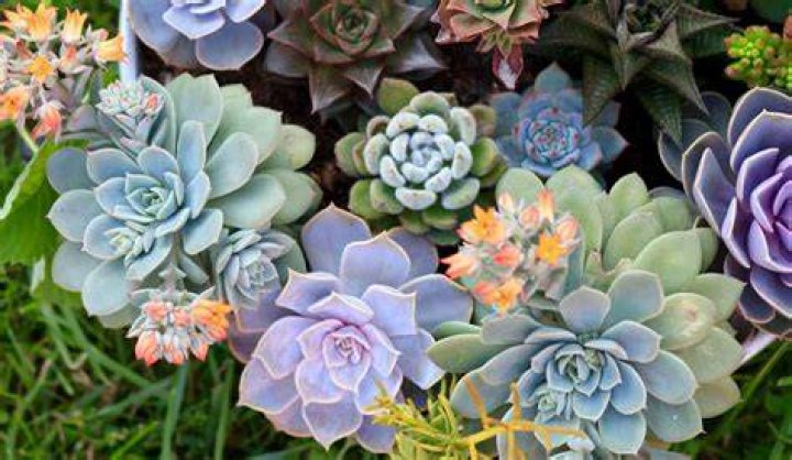 How do you make an Echeveria flower