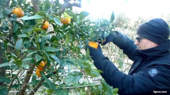 How do you pick oranges from a tree