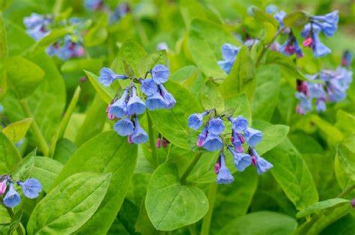 How long do Virginia bluebells bloom