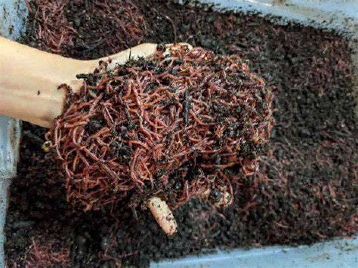 How many eggs do red wigglers lay