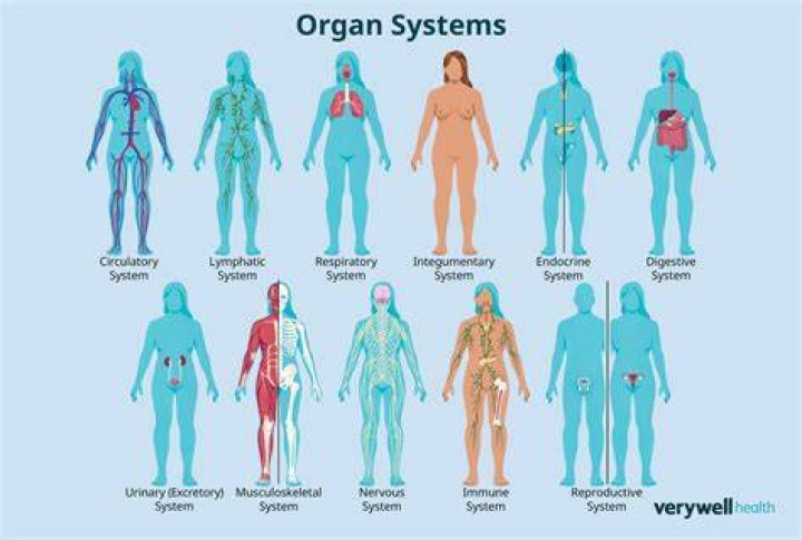 How many organ system are in the human body