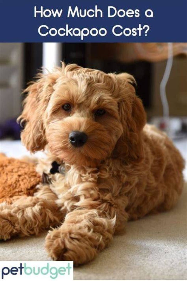How much do cockapoo puppies cost