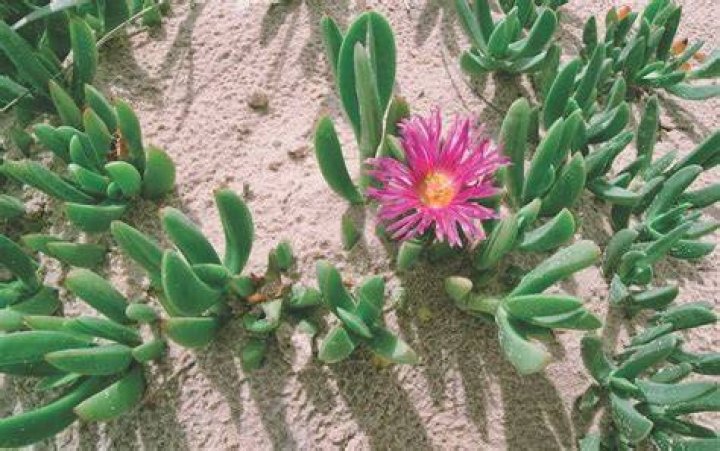 Is all pigface edible
