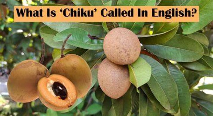 Is Chiku seed harmful