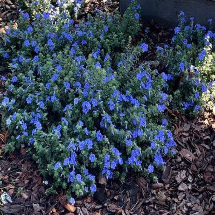 Is Evolvulus annual or perennial