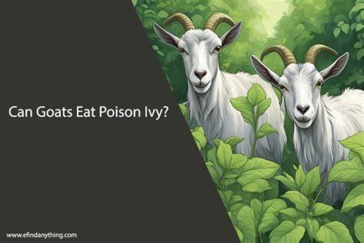 Is Ivy safe for goats
