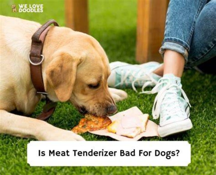 Is meat tenderizer bad for dogs