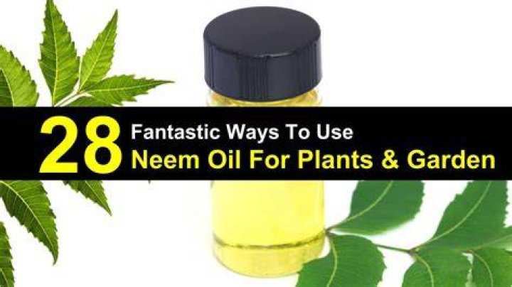 Is Neem oil safe for edible plants