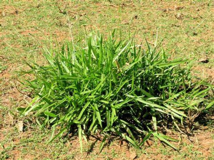 Is signal grass good for cattle