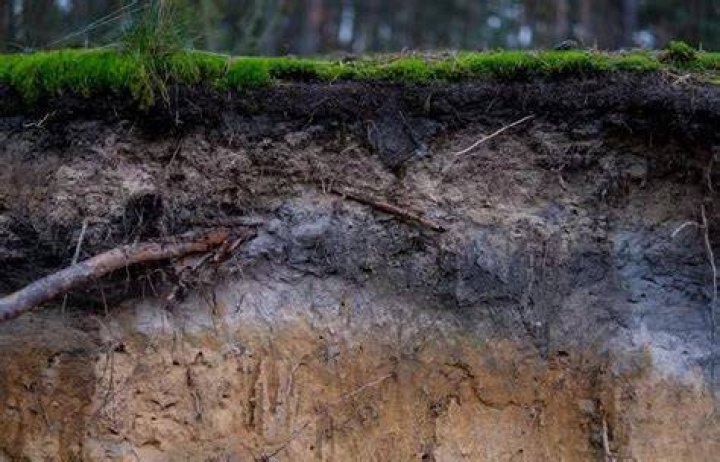 Is the taiga soil fertile