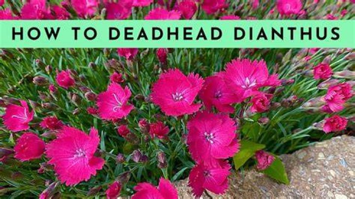 Should you deadhead perennial dianthus
