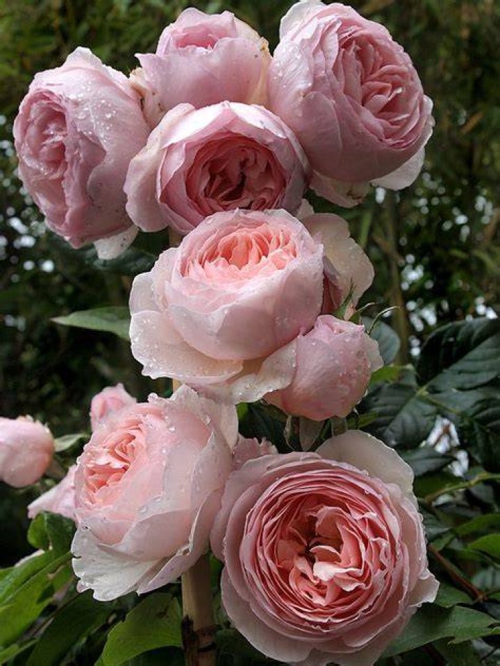 What are heritage roses