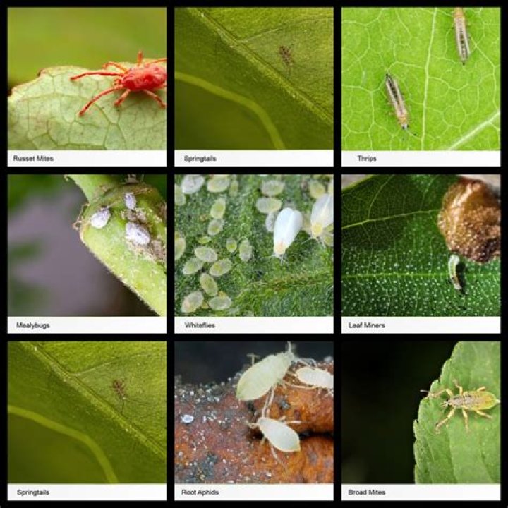 What are plant bugs