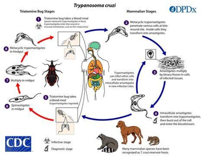 What are the Control of Trypanosomiasis