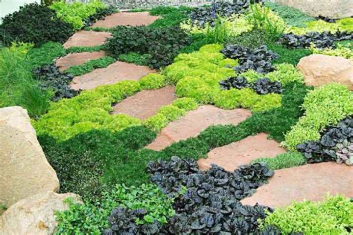 What can I use for ground cover