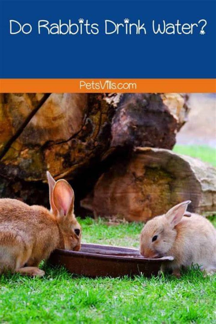 What do rabbits drink in the winter