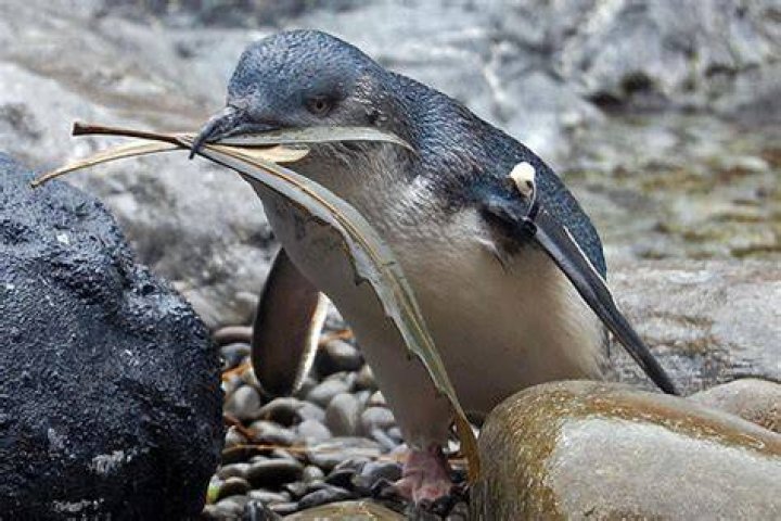 What does a fairy penguin eat