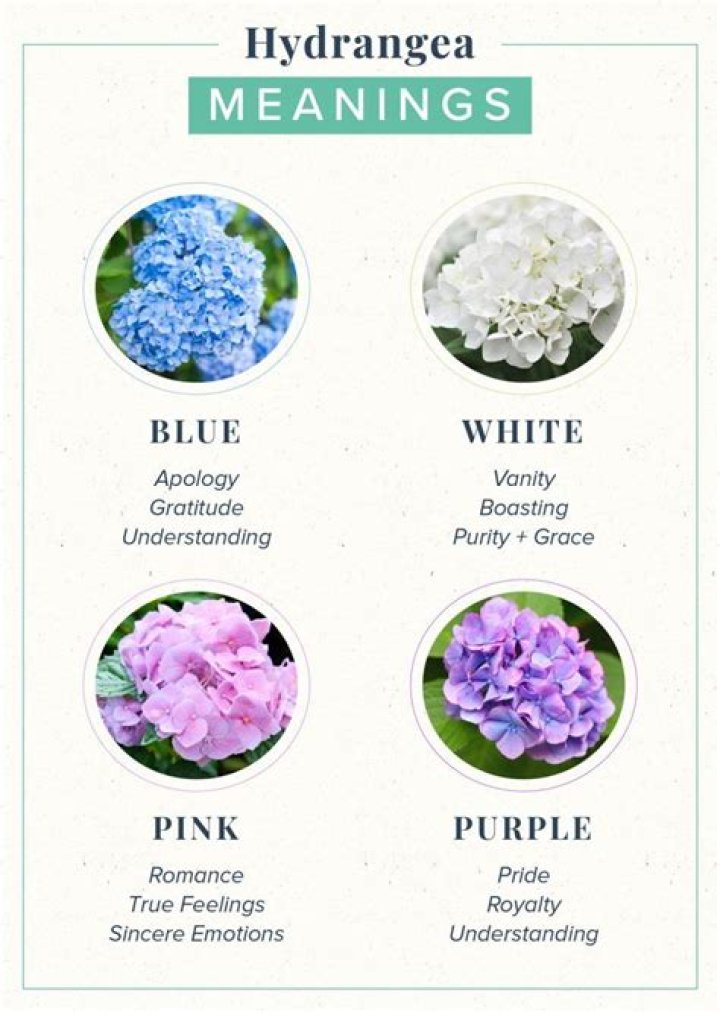 What does hydrangea mean in Latin