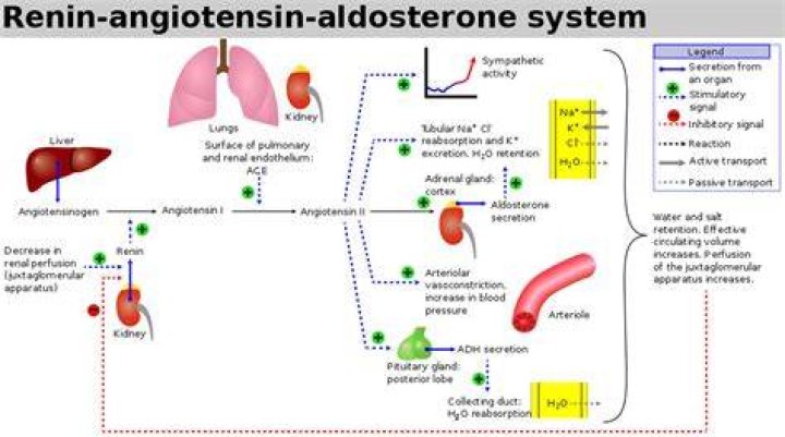 What does Plasma renin activity mean