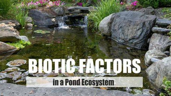 What factors constitute healthy pond water