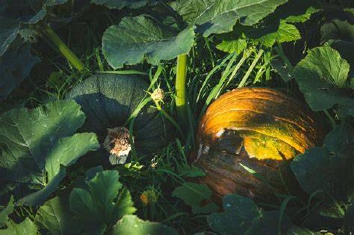 What herbicide can be used on pumpkins