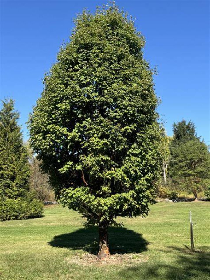 What is a mature tree