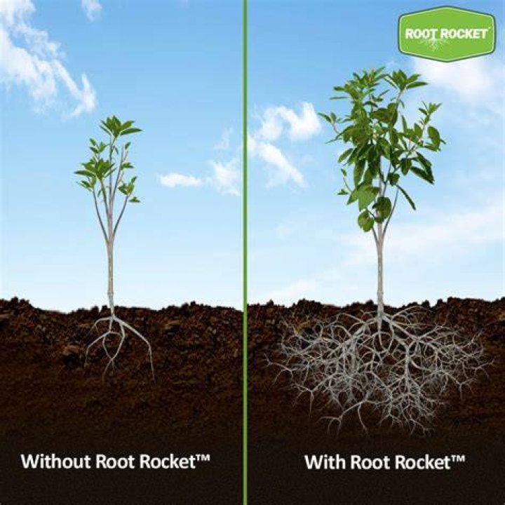 What is a root rocket