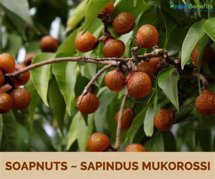 What is a soap nut tree
